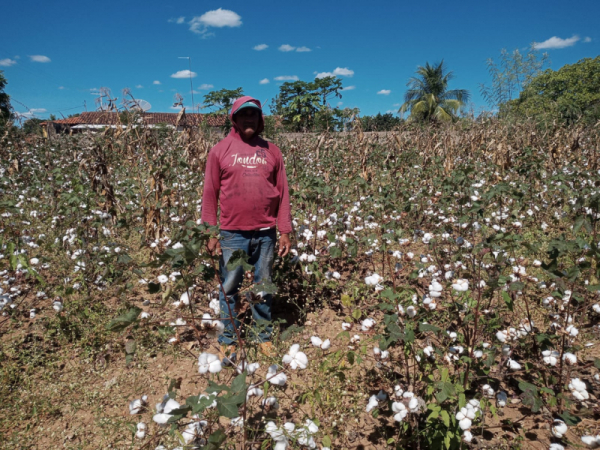Cons&oacute;rcios Agroecol&oacute;gicos garantem colheita e renda a fam&iacute;lias agricultoras, mesmo com chuvas irregulares